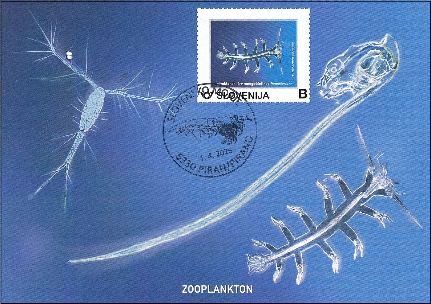 SLOVENSKO MORJE - ZOOPLANKTON